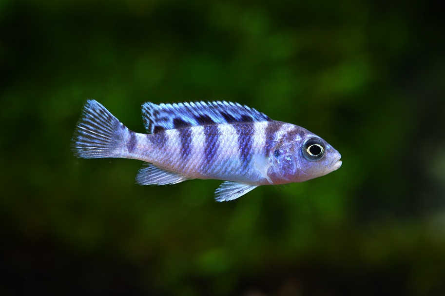 블루 제브라 (Maylandia lombardoi)