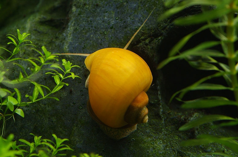 애플스네일 (apple snail, Ampullariidae)