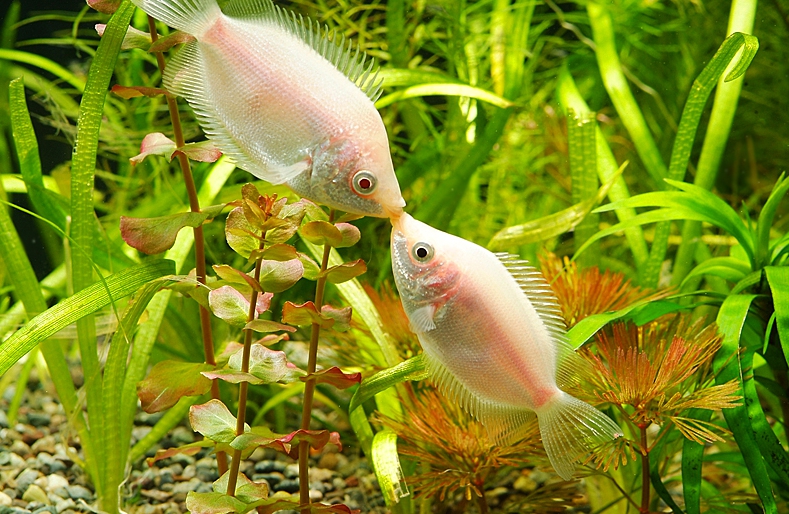 키싱구라미 (Helostoma temminckii)