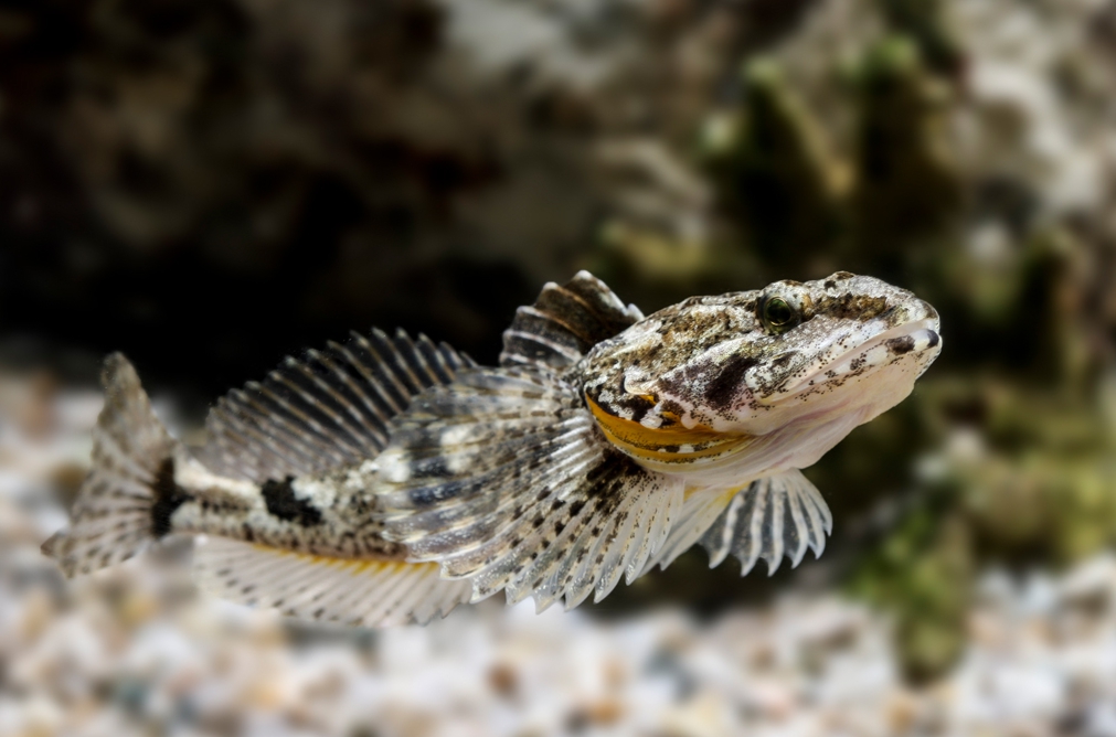 꺽정이 (Trachidermus fasciatus)